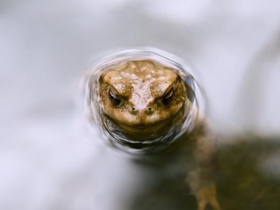 A close-up of a common toad partially submerged in water, with its head breaking the surface. Gentle ripples frame its face, creating a natural distortion around its piercing eyes and textured, earthy-toned skin. The soft, muted background emphasizes the toad's presence in its aquatic habitat.