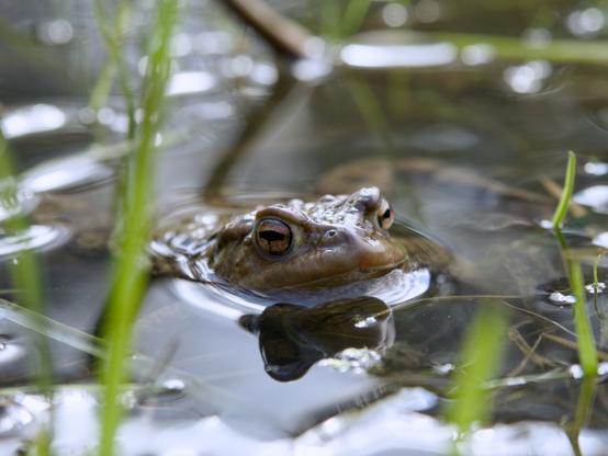 A common toad peeks out from the water, its golden eyes reflecting the light. Blades of grass frame the scene, adding depth to the natural setting. Gentle ripples surround the toad, emphasizing its presence in the calm pond environment.