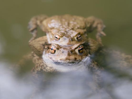 A pair of common toads in amplexus, floating in a calm body of water. The male clings to the larger female, his golden eyes alert, while her gaze is steady beneath the surface. The water's muted green tones contrast with their textured, earthy skin.