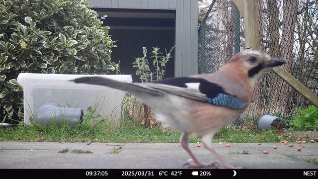a Jay bird walking passed a wild camera, in a garden setting. Behind the bird there's a plastic box with cornered tube in it on the side. It's a box to let hedgehogs eat without cats being able to get in and eat all the food.