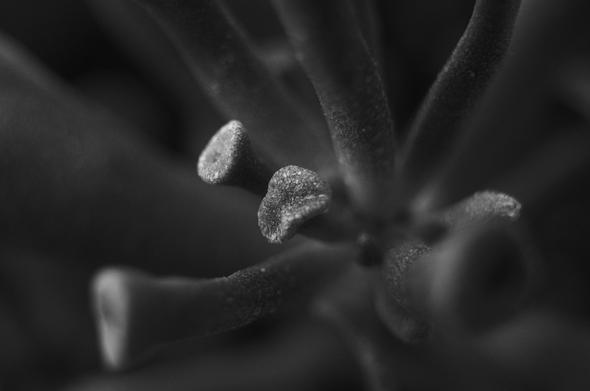 Low key monochrome closeup photo of a jade plant. The ends of the trumpet-shaped plant parts (I have no idea what they're called! are roughly textured and sparkly, like they are sprinkled with salt. One of these are in sharp focus, while the rest of them, which surrond the one and radiate in different directions, are out of focus due to the narrow depth of field. Taken with an old film-era manual lens and an extension tube.