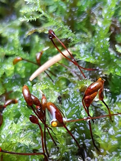 Macro of brown ripe sporophytes of a very humid moss. This is what happens after sex.