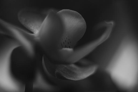 Low key monochrome close up photo of an orchid flower from the side. Most of the flower is indistinct and blurry but the surface texture of one leaf is clearly visible.