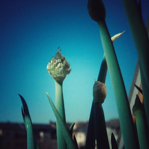 Fruehlingszwiebeln bluehend vor blauem Himmel.
