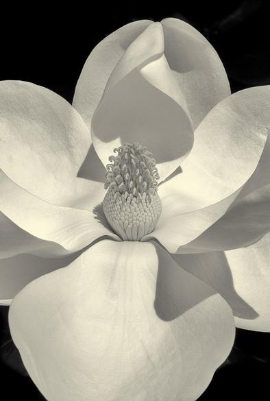 Close up of magnolia blossom in black and white.