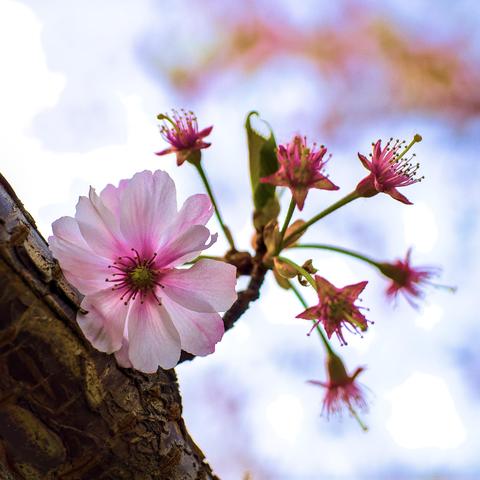 A single cherry blossom on a branch surrounded by six other flowers which have all lost their petals.