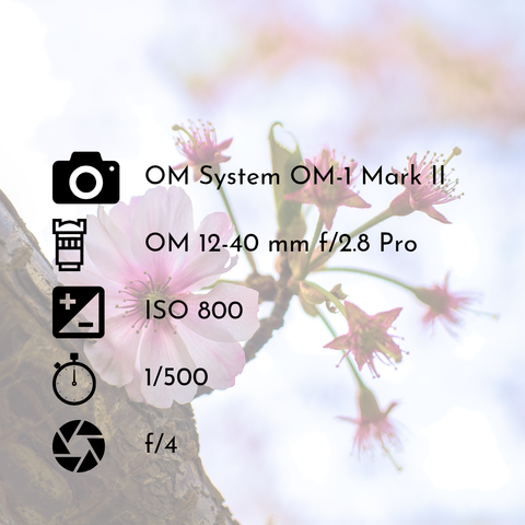 Exposure setting for the photograph of single cherry blossom on a branch surrounded by five other flowers which have all lost their petals.

Camera: OM System OM-1 Mark II
Lens: OM 12-40 mm f/2.8 Pro
ISO: ISO 800
Shutter speed: 1/500
Aperture: f/4