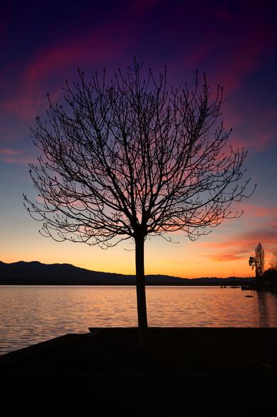 Ein Baum mit Knospen in Abendlicht an einem See.