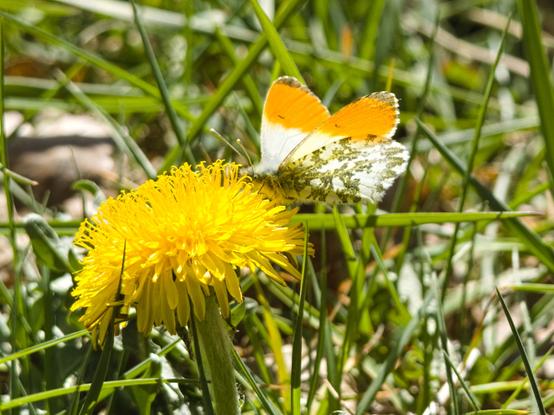 An einer gelben Löwenzahnblüte sitzt ein Falter mit halb offenen Flügeln, die Flügelinnenseiten sind weiß mit einer orangen Fläche zur Spitze des Vorderflügels, die Aussenflügel sind hinten grüngrau gemustert auf weiß, die Vorderflügel sind innen wie aussen gleich.