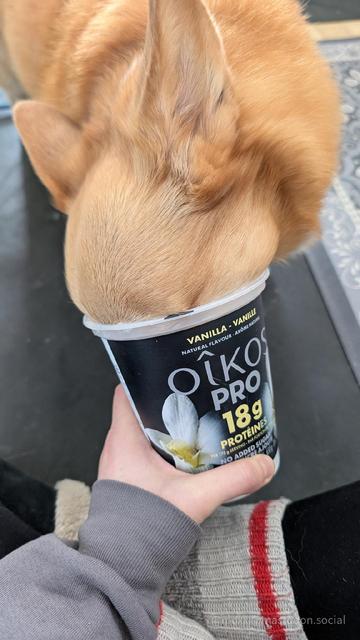 Moxxi the corgi is face down in a tub of yogurt. The yogurt is held by a human hand over human legs. Only the corgi ears are showing.