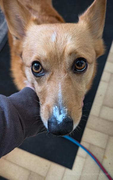 A close up of Moxxi the corgi with her face held by a human hand. She's staring up and on the tip of her nose is a smear of yogurt shaped like a heart.