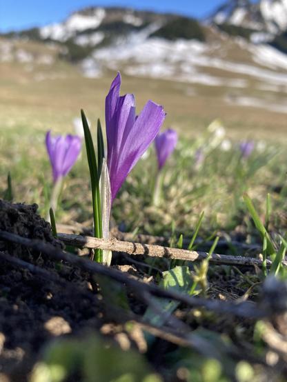 Photo de crocus violets et blancs dans un alpage au début du printemps.