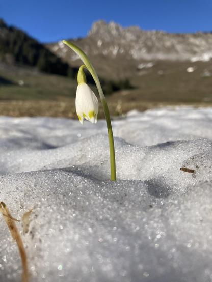 Photo d'une perce neige traversant un manteau neigeux de 10 centimètres. On aperçoit des massifs rocheux au second plan.