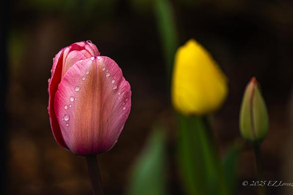 A vibrant pink tulip with water droplets is in sharp focus against a soft, blurred background featuring a yellow tulip and a tulip bud. The delicate petals catch the light, highlighting the gentle curves and rich colors.
Edmonds, WA