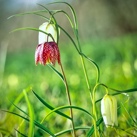 A close-up of two blooming flowers, one red with a checkered pattern and the other creamy white, set against a blurred green background. The flowers are surrounded by long green grasses.