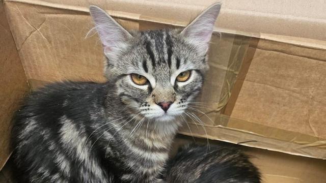 Die beiden Kater in dem Pappkarton. Ihr Fell macht einen ungepflegten Eindruck.