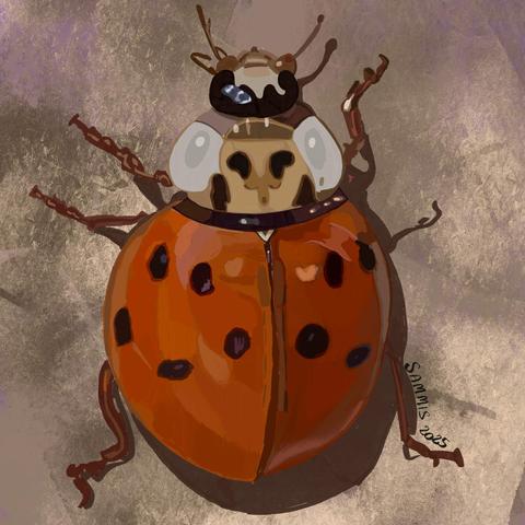 An orange red ladybug on a cement wall. The bug has eight spots.