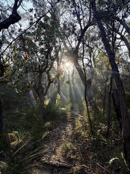 A (muddy) walk from Engadine to Bundeena through the Royal National Park
