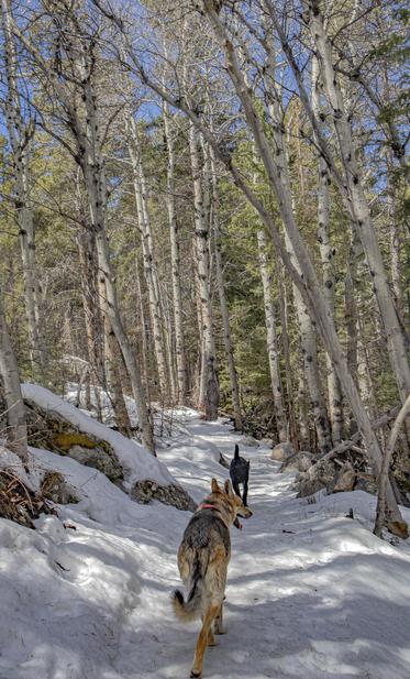 2150m, getting a little soft, the packed part of the trail. lots of moose scat, did not see any.