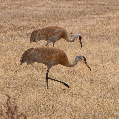 two sandhill cranes walk across a yellow dry grassy field with their red heads pointed toward the ground and their stalky feet raised