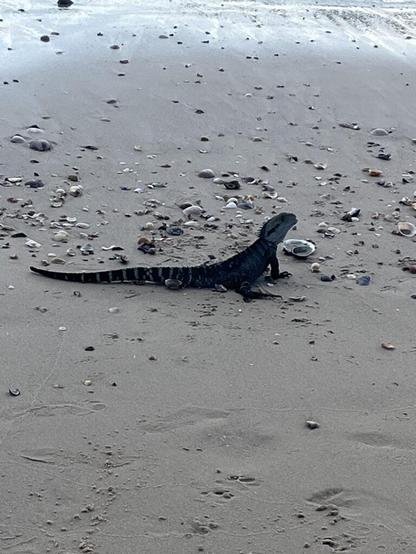 Water dragon at La Perouse beach today