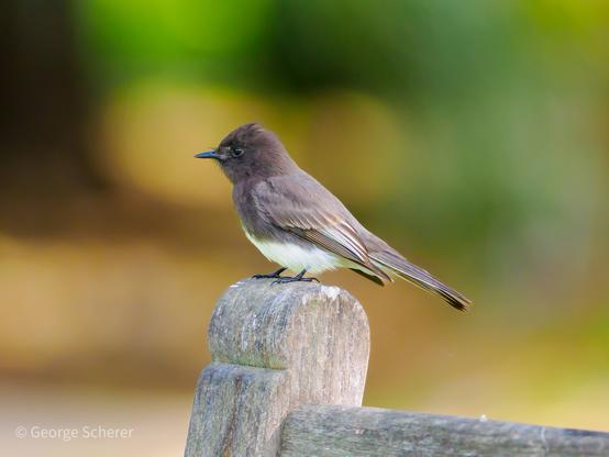 Black phoebe, seen in profile, perched on the end of a bench, against an out of focus green and tan background.
