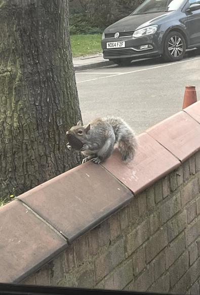 Your chances of meeting a gentrified squirrel are slim, but never impossible.