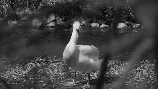 Schwan in einem trockenen Fluss