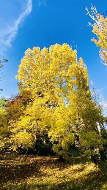 Autumn turning up the show in Bowral