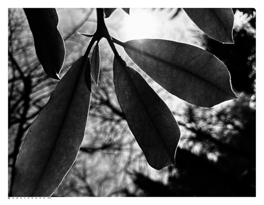 Schwarzweißfotografie: mehrere Blätter eines Rhododendron, dahinter die hell leuchtende Sonne, im Hintergrund dunkle unscharfe Äste von Bäumen