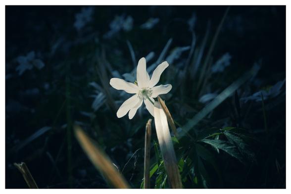 Realitiv dunkles Foto in Blautönen. In der Mitte eine bin der Sonne beleuchtete weiße Blüte, die hell strahlt.