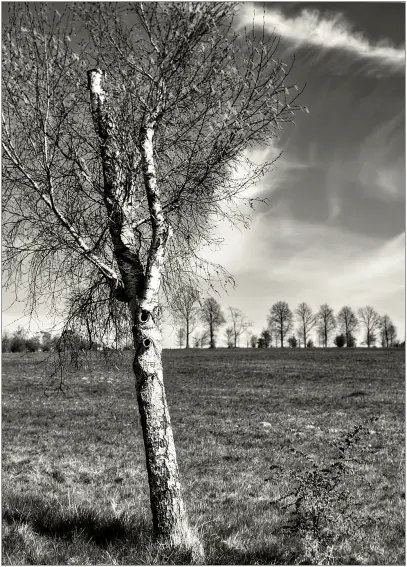 Landschaftsaufnahme, schwarzweiss im Hochformat. Im nahen Vordergrund eine abgebrochene, gut 3 Meter hohe Birke. Der Stamm entspring leicht aus der Mitte nach links versetzt am unteren Bildrand und ragt leicht schräg nach links an den oberen Rand. In der oberen Hälfte treiben an stärkeren Ästen eine Vielzahl an neuen Trieben aus. Zwischen der Birke und der Horizontlinie nach gut einem Drittel des Fotos ersteckt sich weites Grasland. Am entfernten Horizont stehen mehrere große Birken und kleinere Büsche in einem größeren Abstand über die Bildbreite verteilt. Der Himmel ist blau und von Schlierenwolken durchzogen.