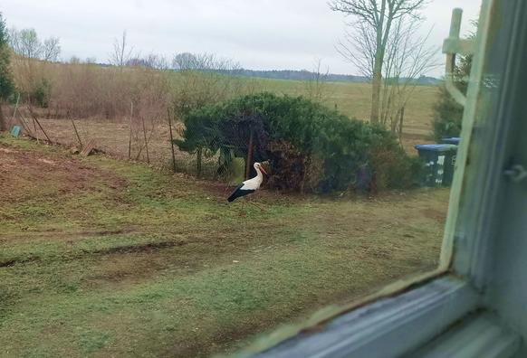 Viewed through a window, a stork is striding around in the gras outside, profile to the camera. One leg is extended mid-step.