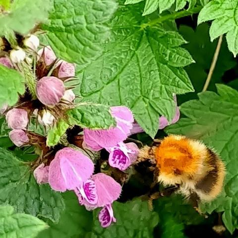 eine hummel mit bernstein-orangem pelz auf dem vorderen rücken kommt von unten rechts angeflogen zu den rosa lippenblüten einer purpurroten taubnessel. die hummel ist etwas unscharf, ob wegen der bewegung oder weil der autofokus auf das gezackte blatt der taubnessel in der oberen bildmitte scharfgestellt hat bleibt unklar. wohl beides.