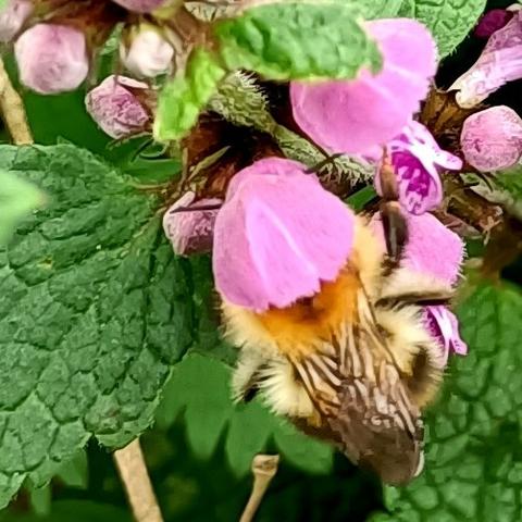 jetzt hat die hummel ihren kopf bis zum anschlag in eine der blüten gesteckt. es sieht aus als trüge sie ein rosa kopftuch. ihre transparenten geäderten flügel hat sie auf dem rücken zusammengelegt