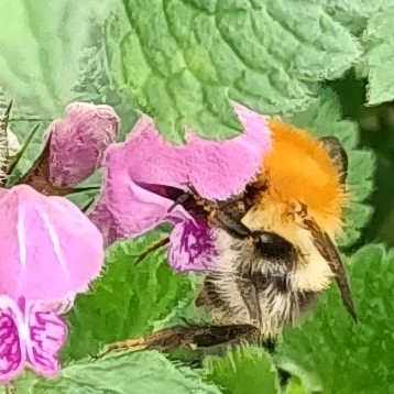 diesmal sehen wir die hummel, die immer noch mit dem kopf tief in der blüte steckt von der seite. sie hat außer dem orangen pelz zwischen den flügelansätzen an anderen stellen der an sich schwarzen körperteile streifen blassgelber haare.