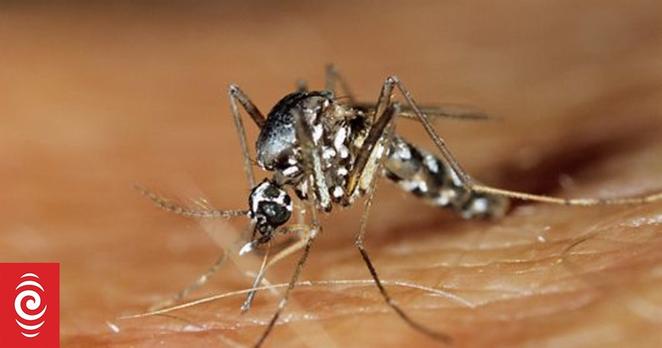 The Asian tiger mosquito is one of the vectors responsible for transmitting dengue fever.