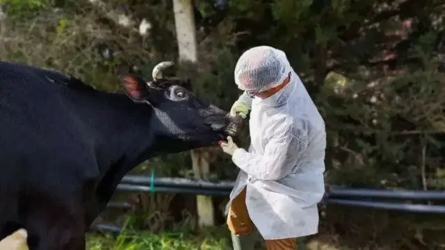 Hungary confirms fifth foot-and-mouth disease outbreak amid mounting regional concerns