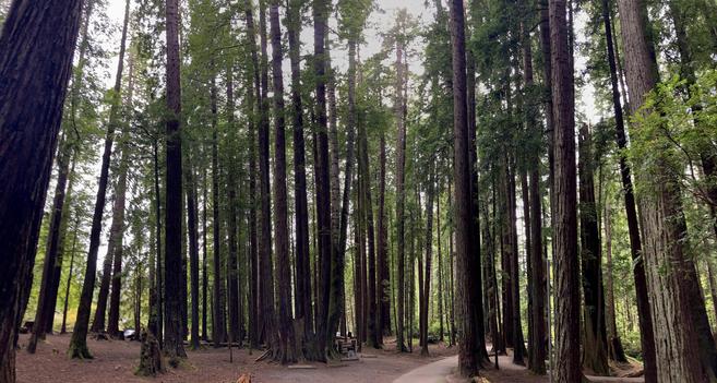 Panoramic photograph of a redwood forest with the sky behind and a road in the foreground extending into the woods.