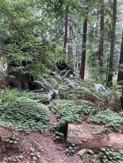 Photograph of thick forest brush and undergrowth in a redwood forest.