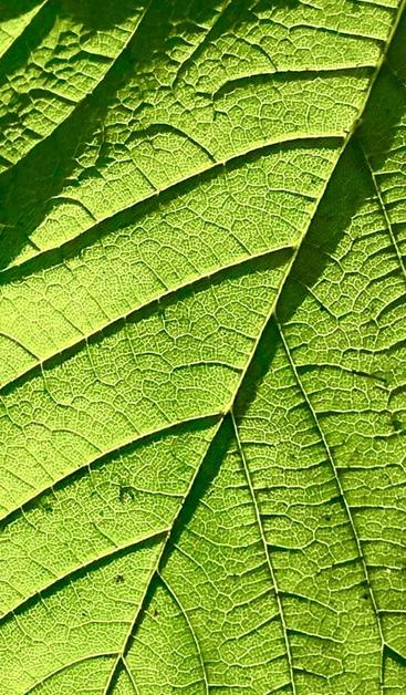 A section of a bright green leaf.
