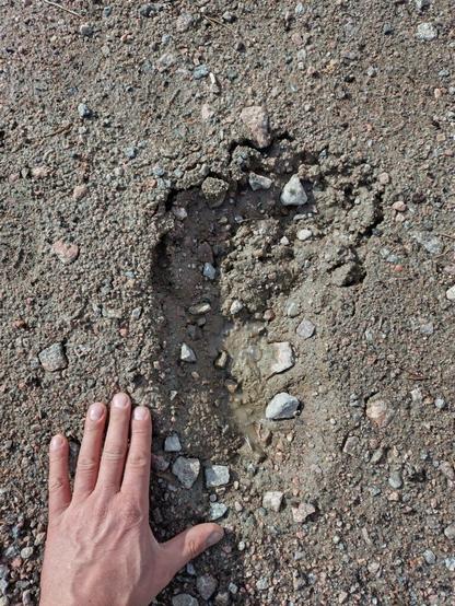 Well boys, I was out walking in the Lapland wilderness yesterday and it looks like I crossed paths with a Samsquanch. He must have been close, the air smelled like Kemi on a hot day. Stay safe folks!