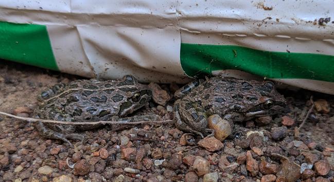 Two small frogs sitting on gravel beside a green and white plastic bag
