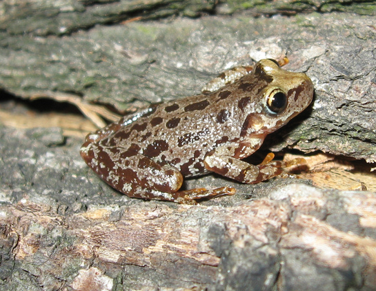 A silvery gray frog with dark brown blotches on its body, sitting on what looks like tree bark.