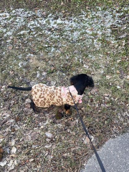 Dog training in Finland